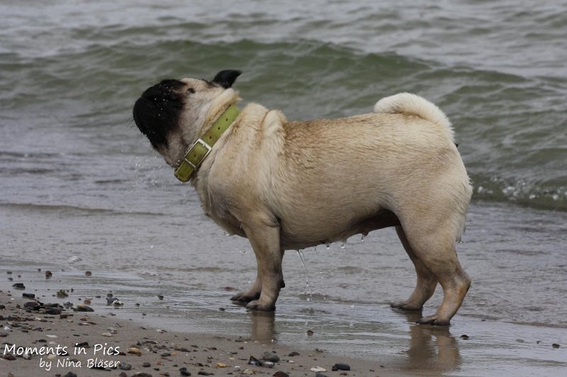 2010-06-26 Arc-en-ciel Arlequin (26).jpg